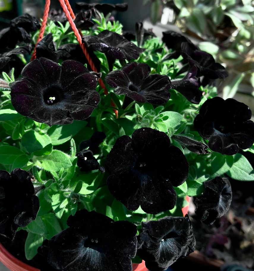 Black Petunia Humidity and Temperature Requirement