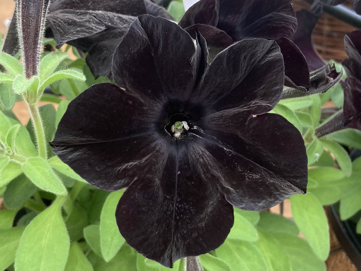 Black Velvet Petunia