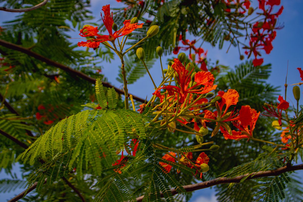 Caesalpinia