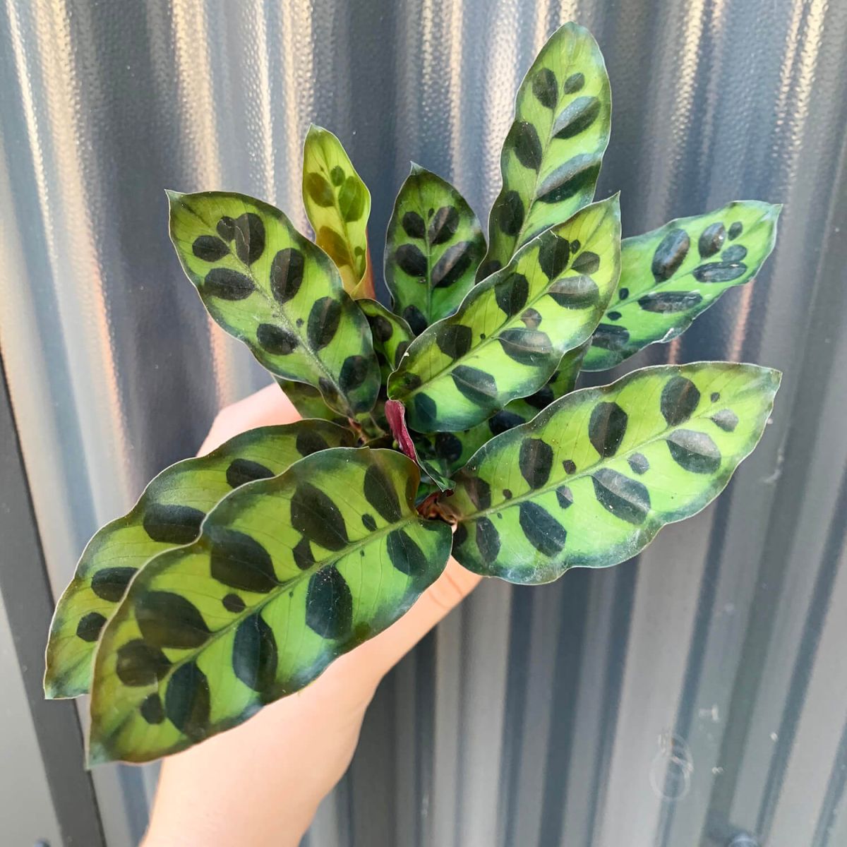 Calathea Lancifolia Propagation