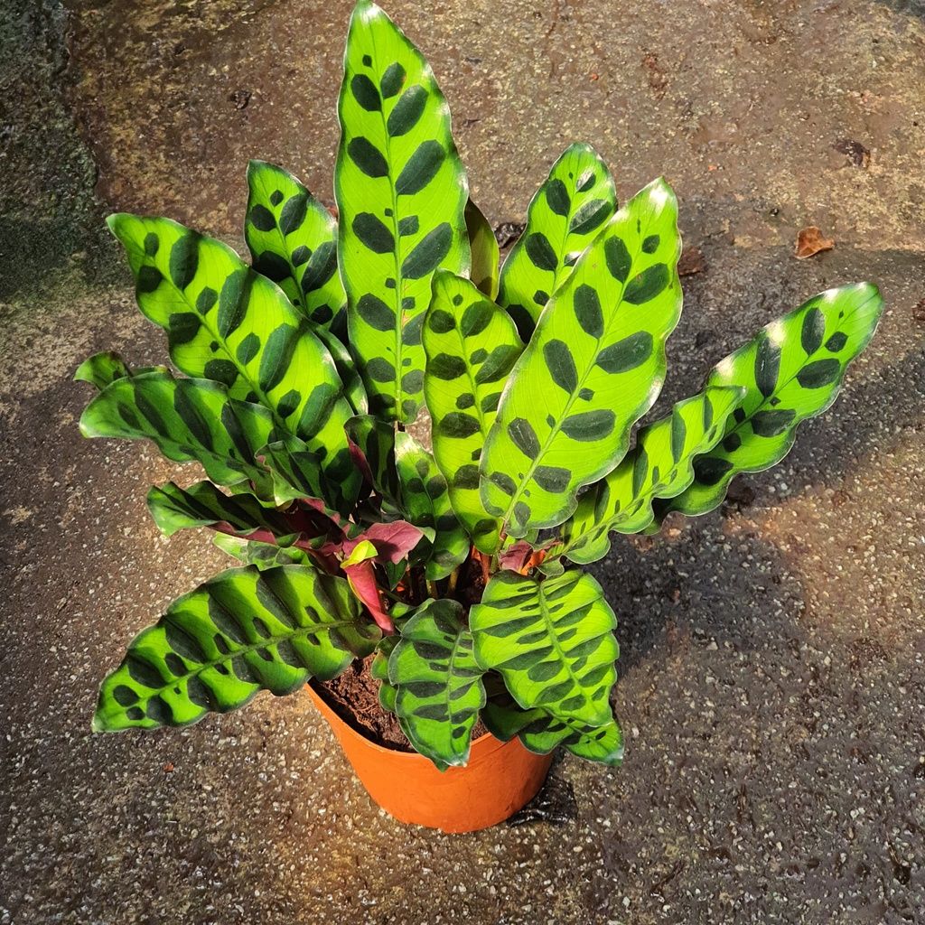 Calathea Lancifolia