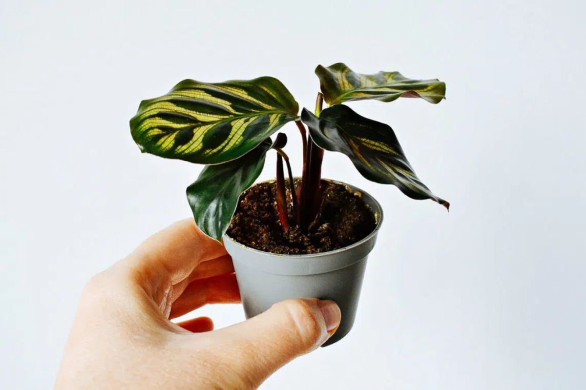 Calathea Makoyana Propagation