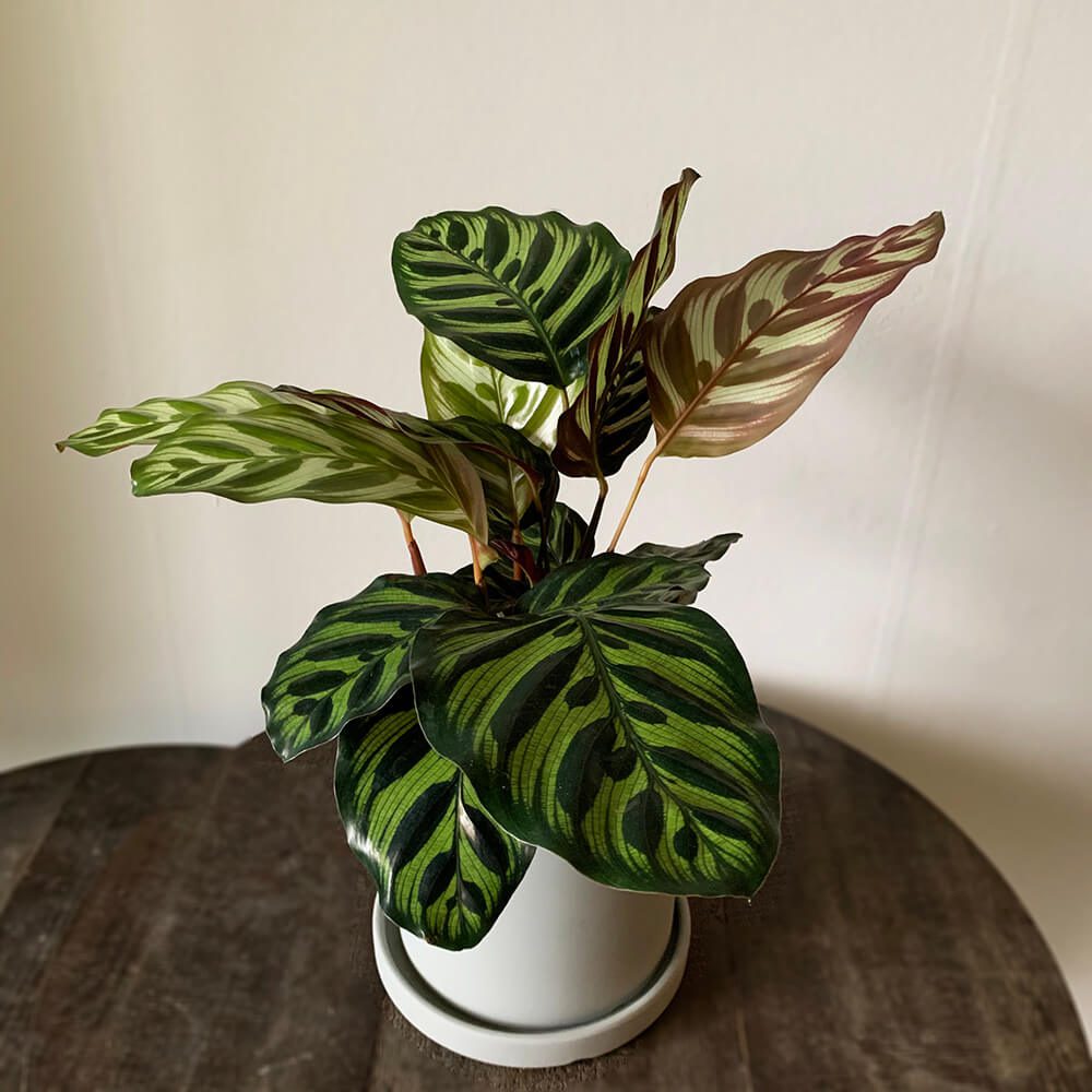 Calathea Makoyana