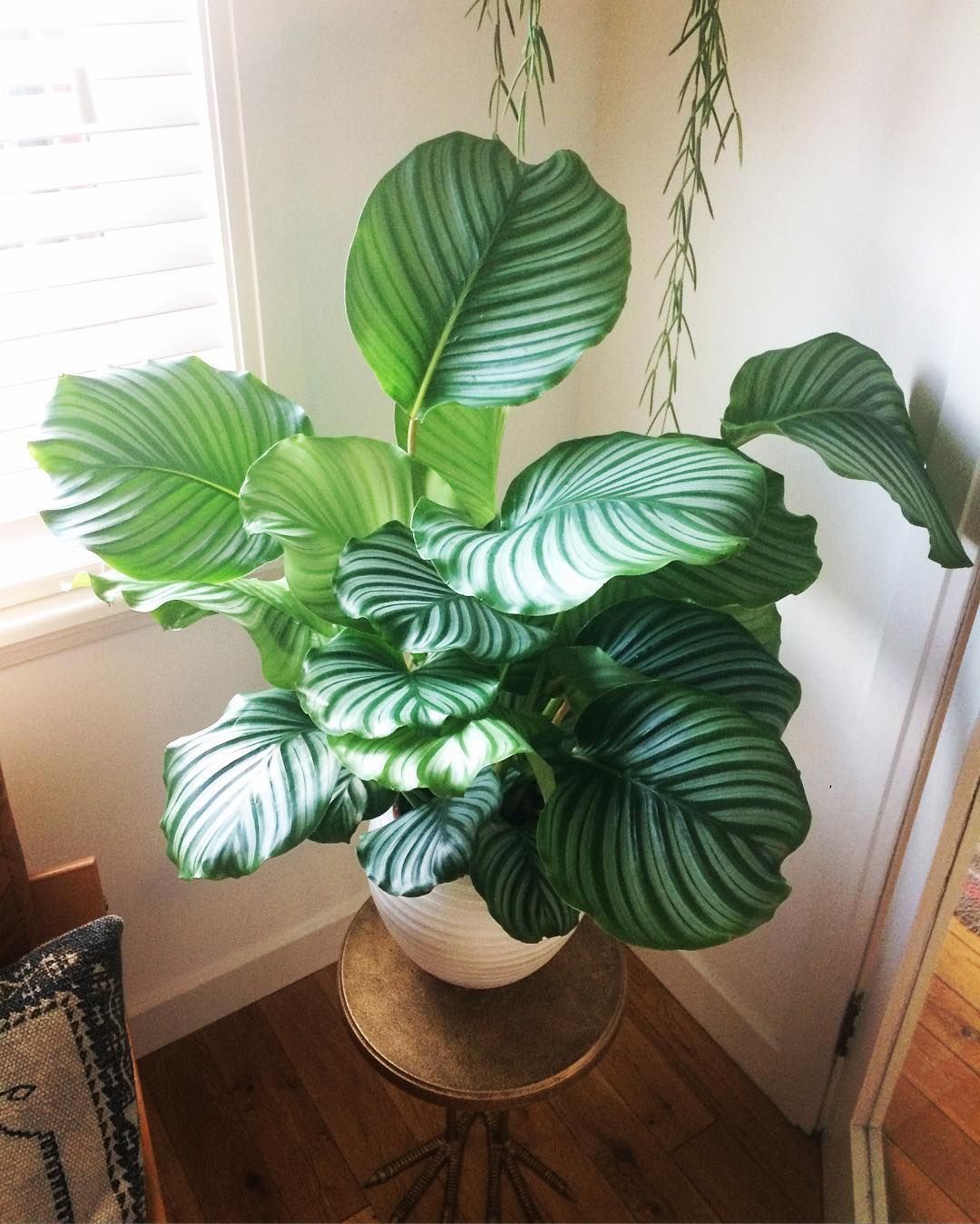 Calathea Orbifolia FAQ