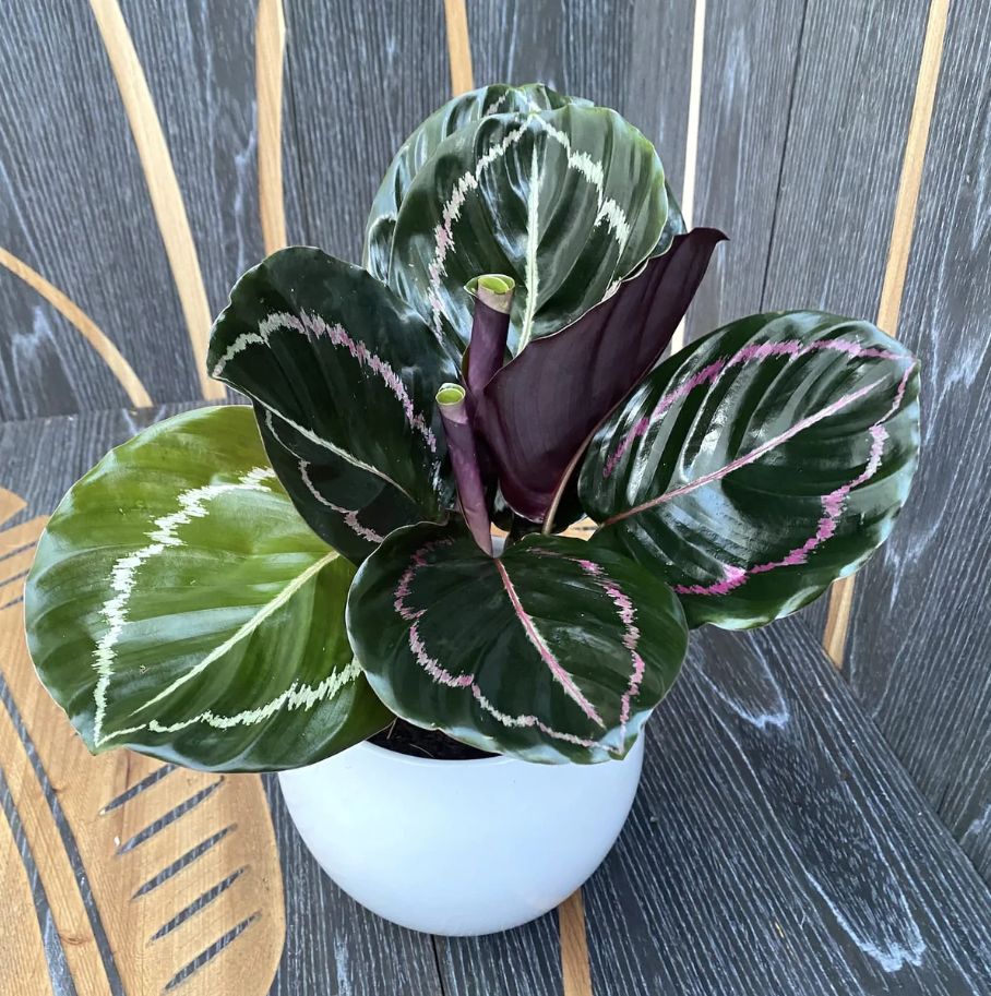 Calathea Roseopicta Soil Requirement