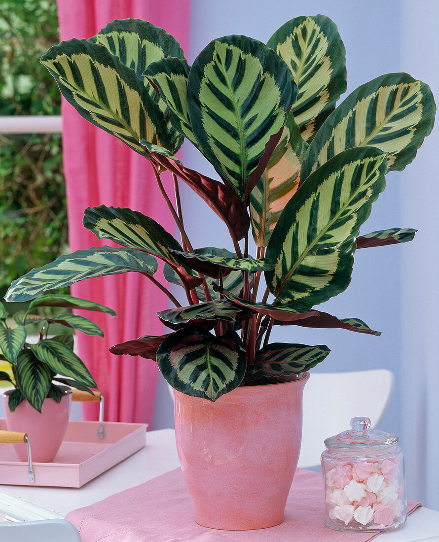 Calathea Roseopicta Sun Requirement