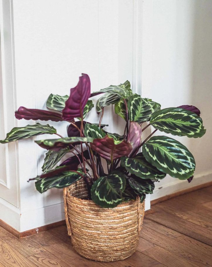 Calathea Roseopicta: All you need to know about the Rose Painted Calathea