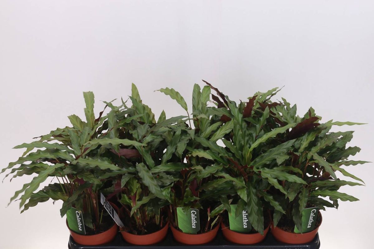 Calathea Rufibarba FAQ