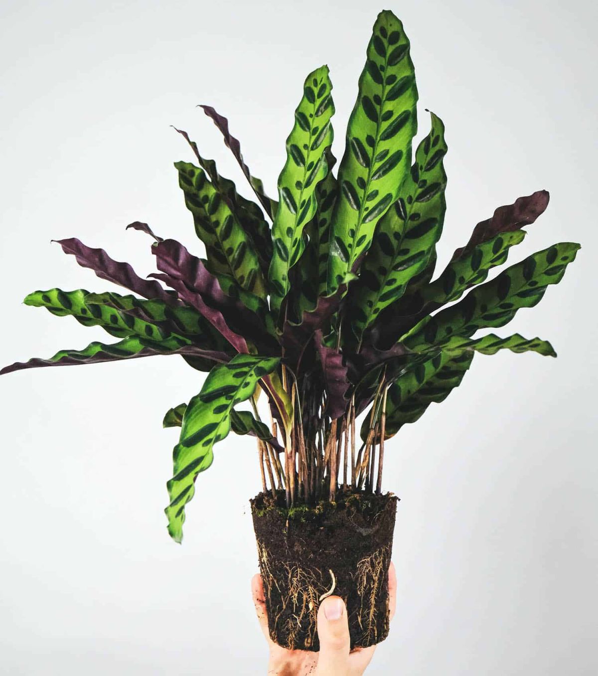 Calathea Rufibarba Propagation