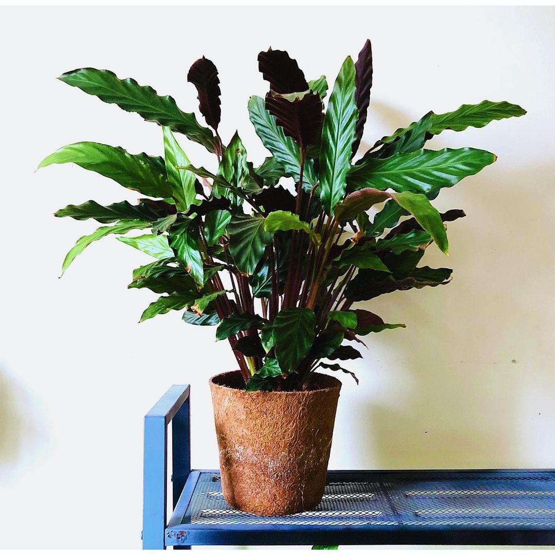 Calathea Rufibarba