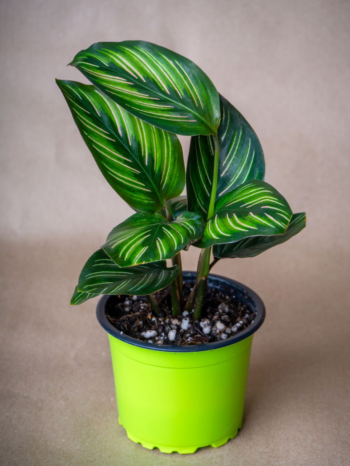 Growing Calathea In Water