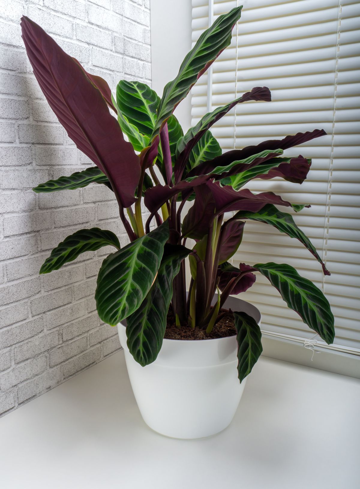 Calathea Warscewiczii