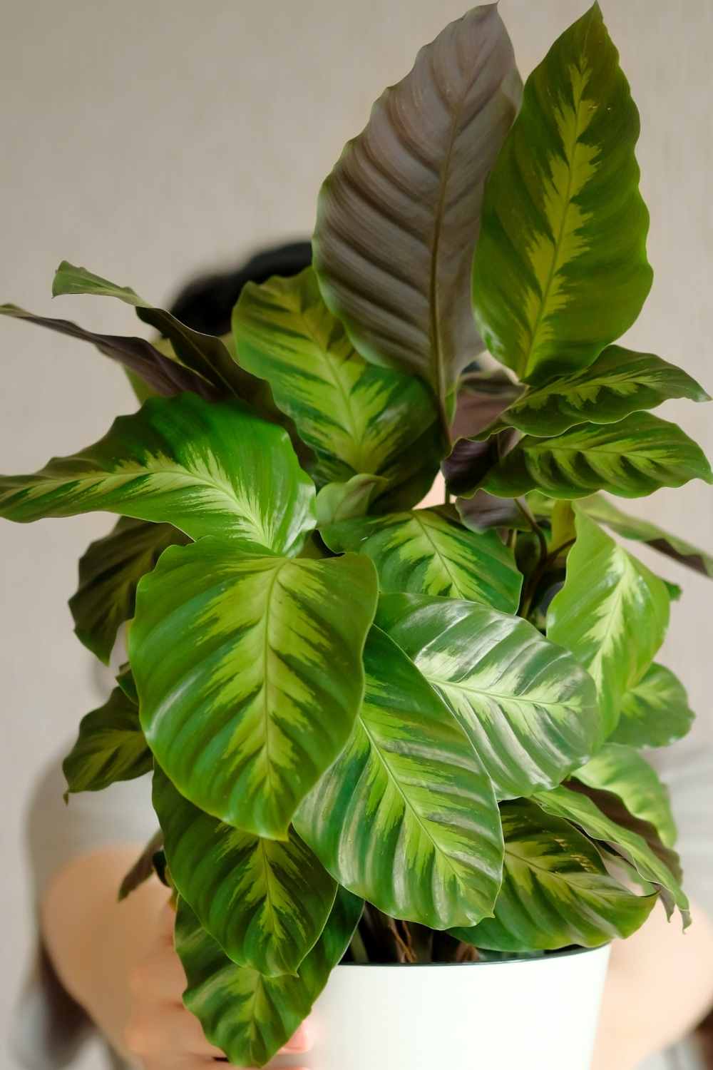 Calathea Warscewiczii FAQ