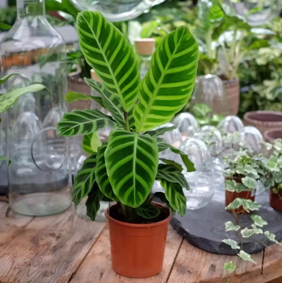 Calathea Zebrina FAQ