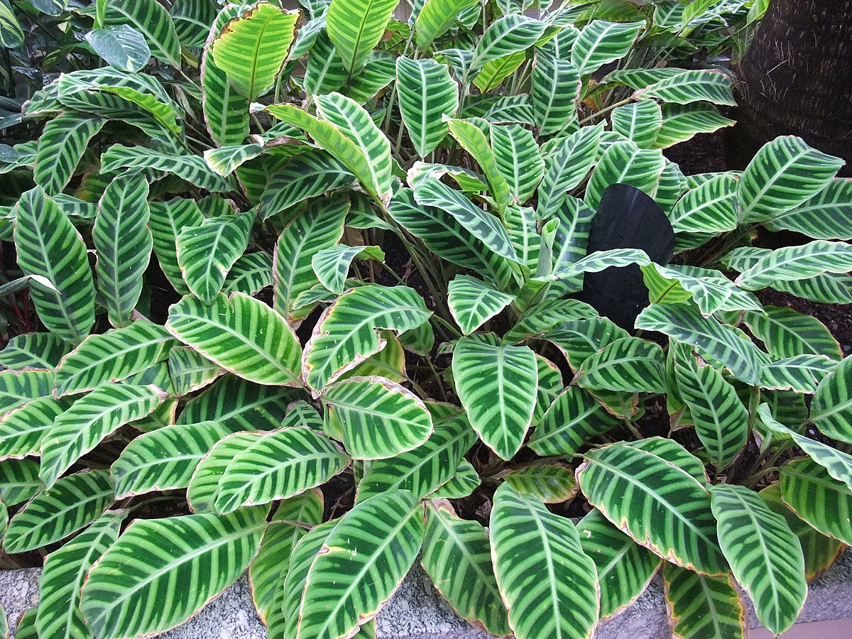 Calathea Zebrina Propagation