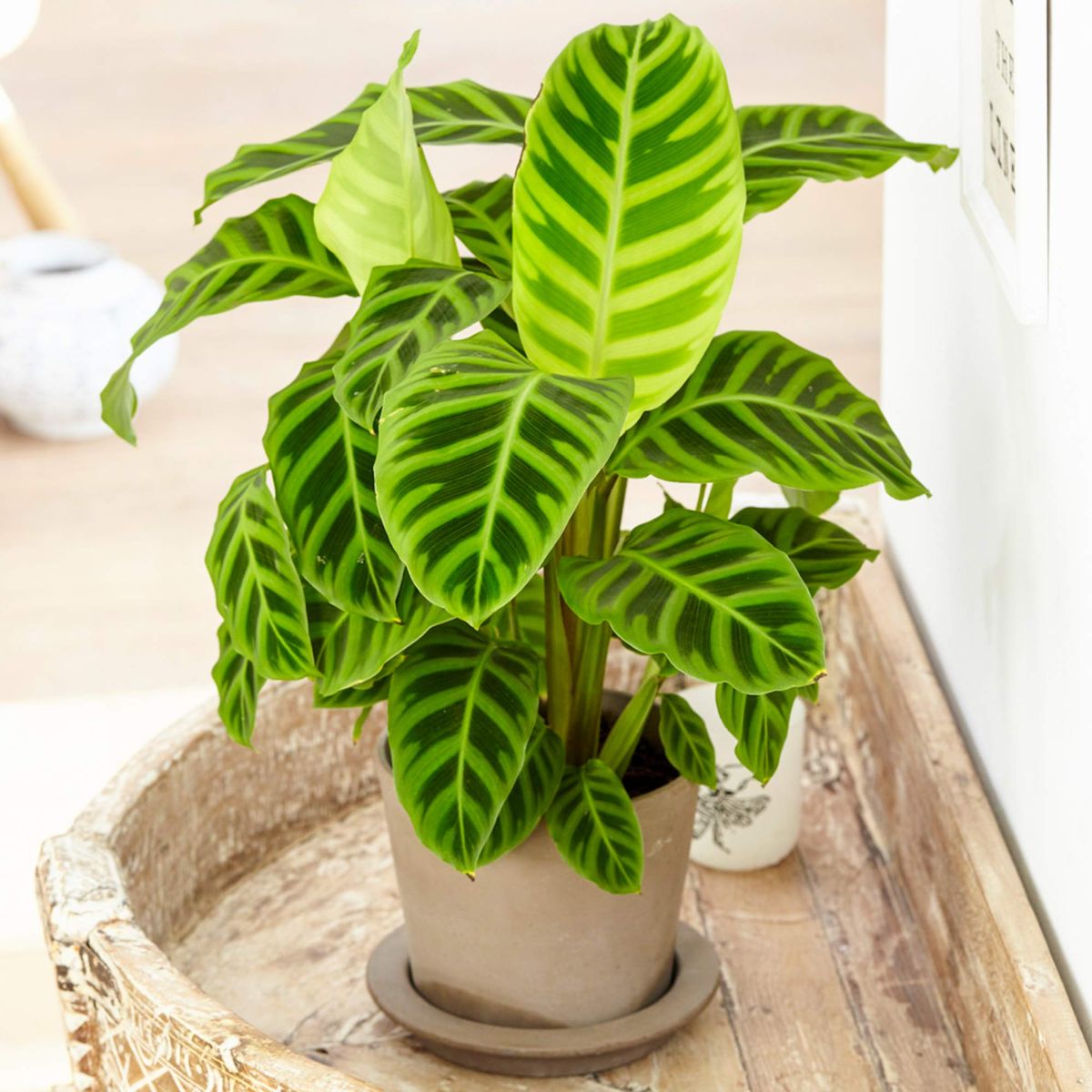 Calathea Zebrina