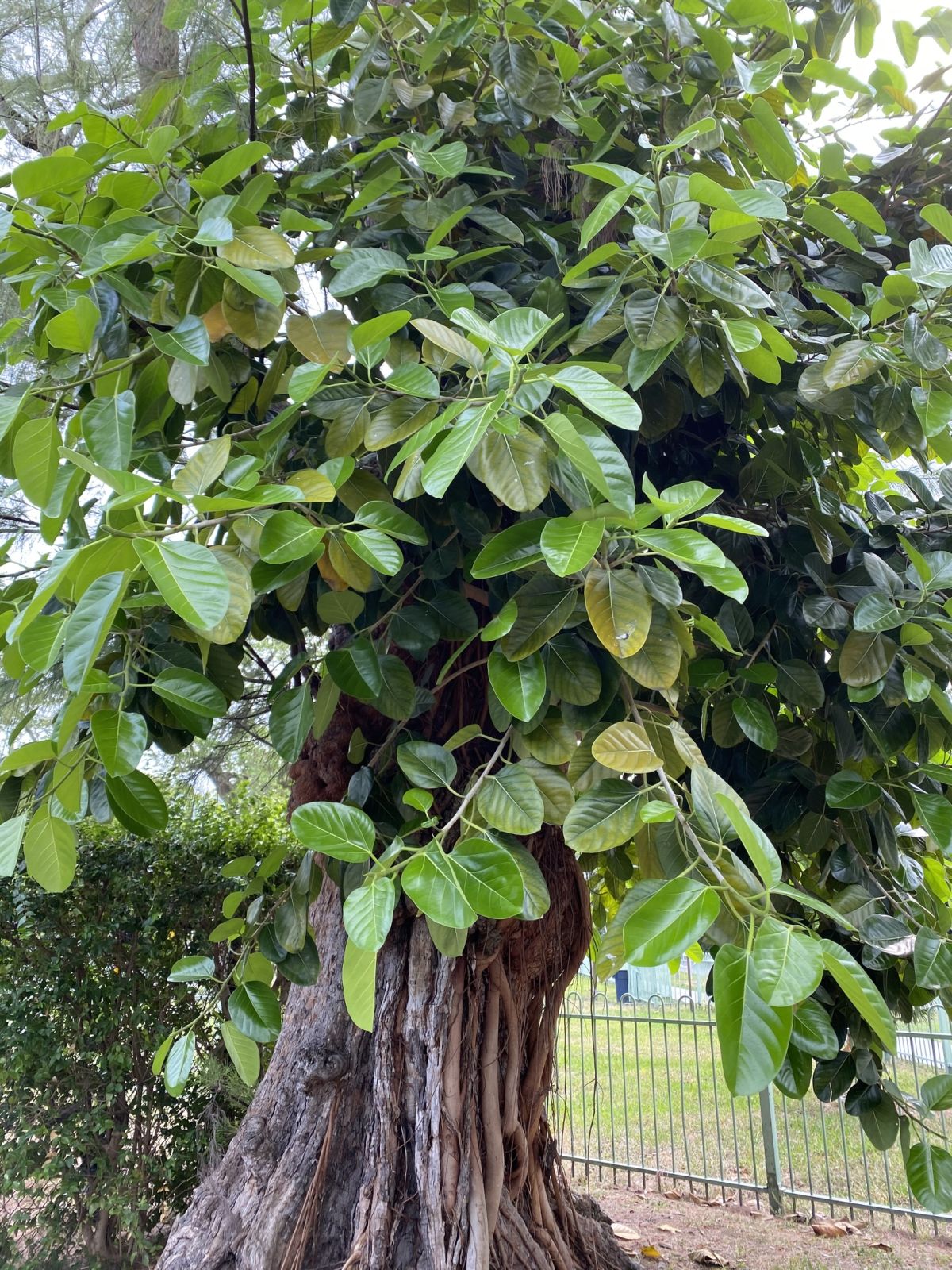 Caring for the Ficus Altissima 