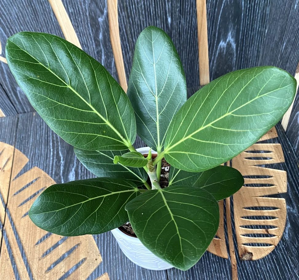 Caring for the Ficus Audrey 