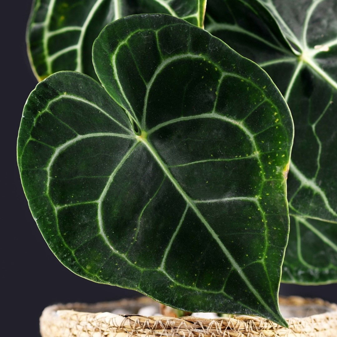 Clarinervium Anthurium Humidity and Temperature Requirement