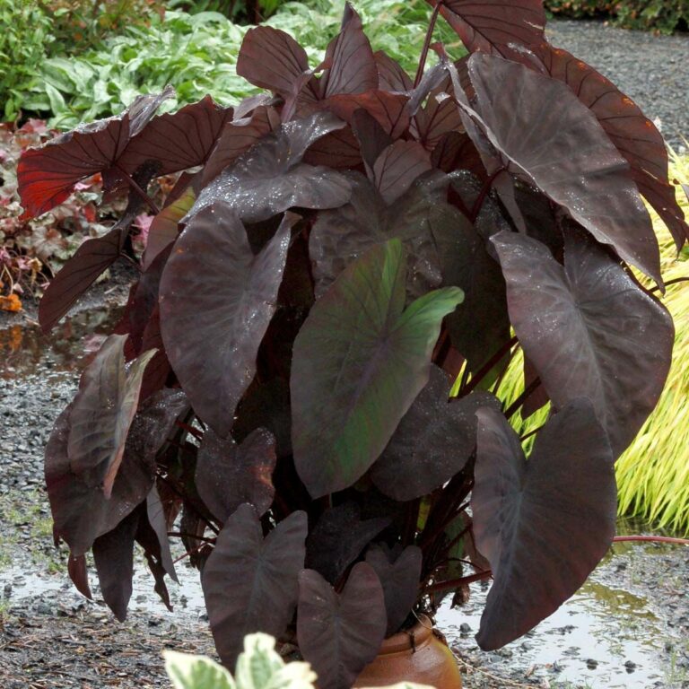 Colocasia Esculenta Black Magic Black Magic Elephant Ear Care