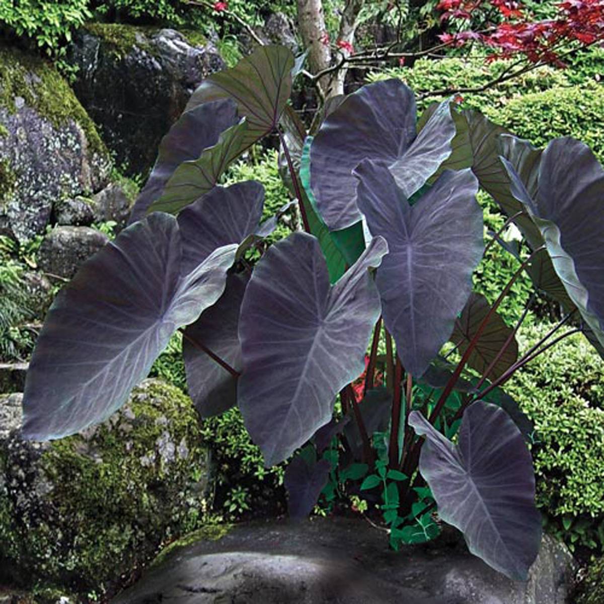 Colocasia Esculenta Black Magic - Black Magic Elephant Ear Care