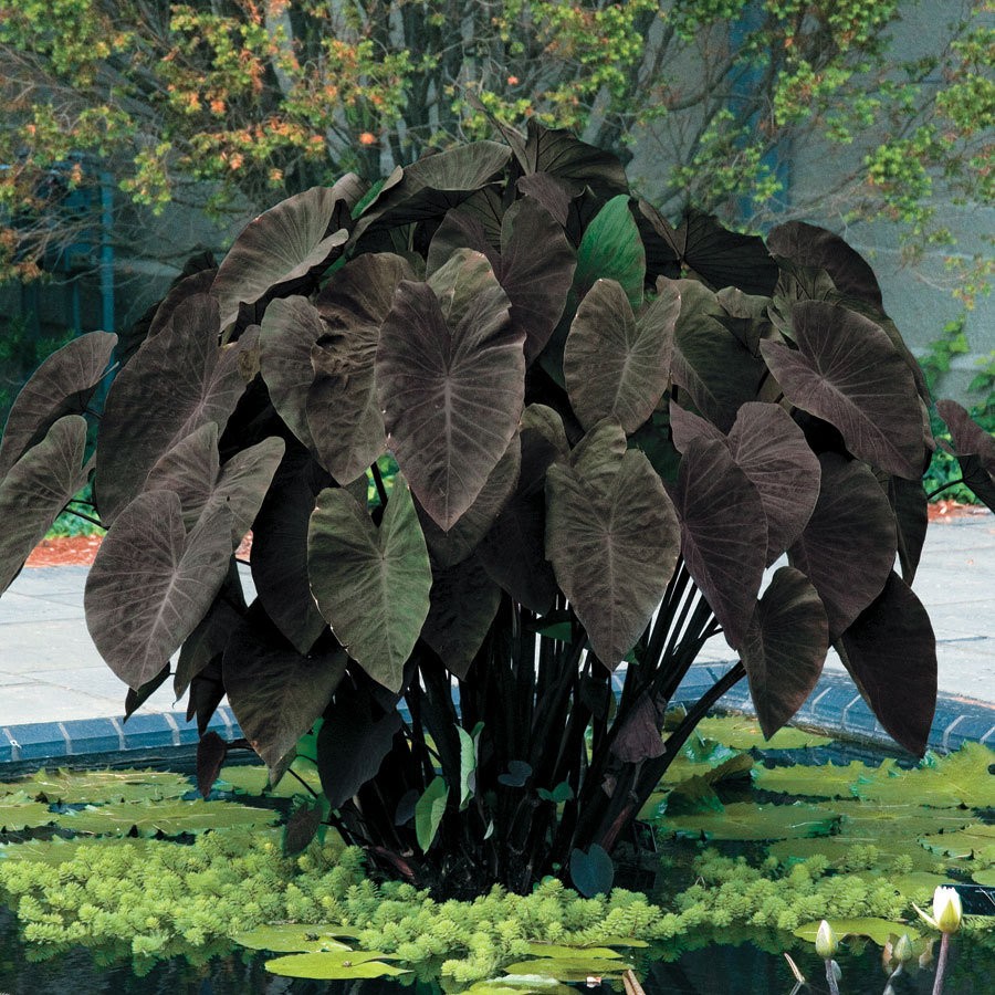 Colocasia Esculenta Black Magic Water Requirements