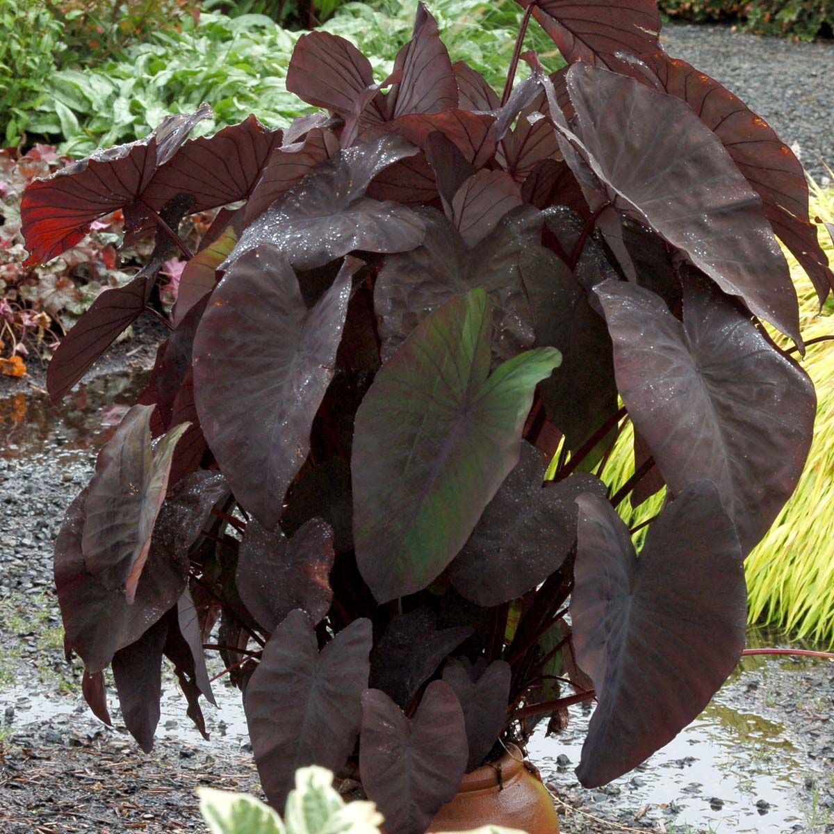 Colocasia Esculenta Black Magic