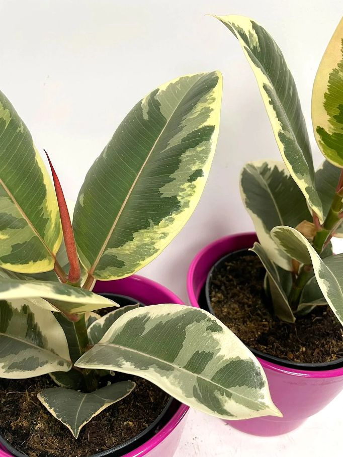 Ficus Elastica Tineke: Care Of Variegated Rubber Plant