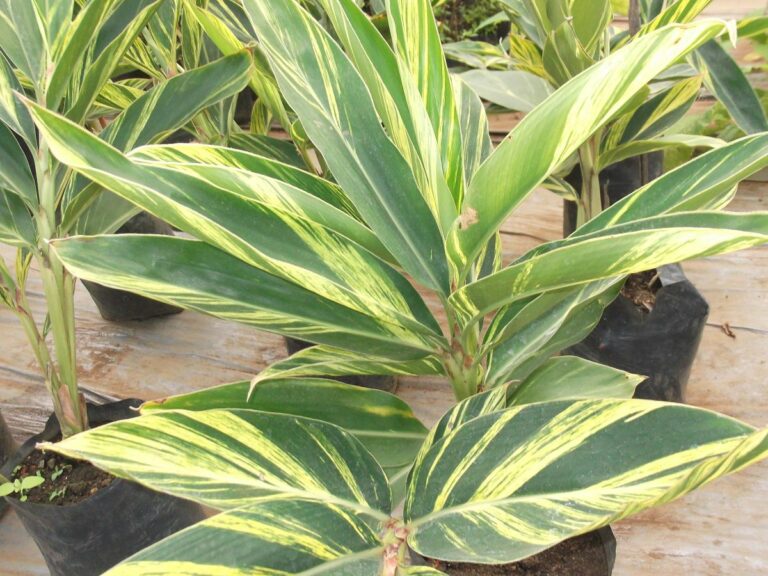 Alpinia Zerumbet Variegata