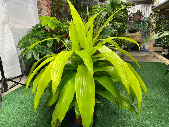 Dracaena Fragrans