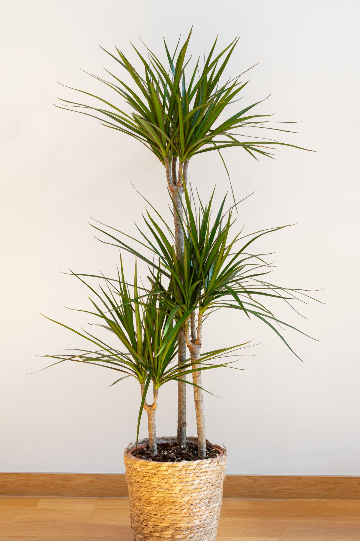 Dracaena marginata