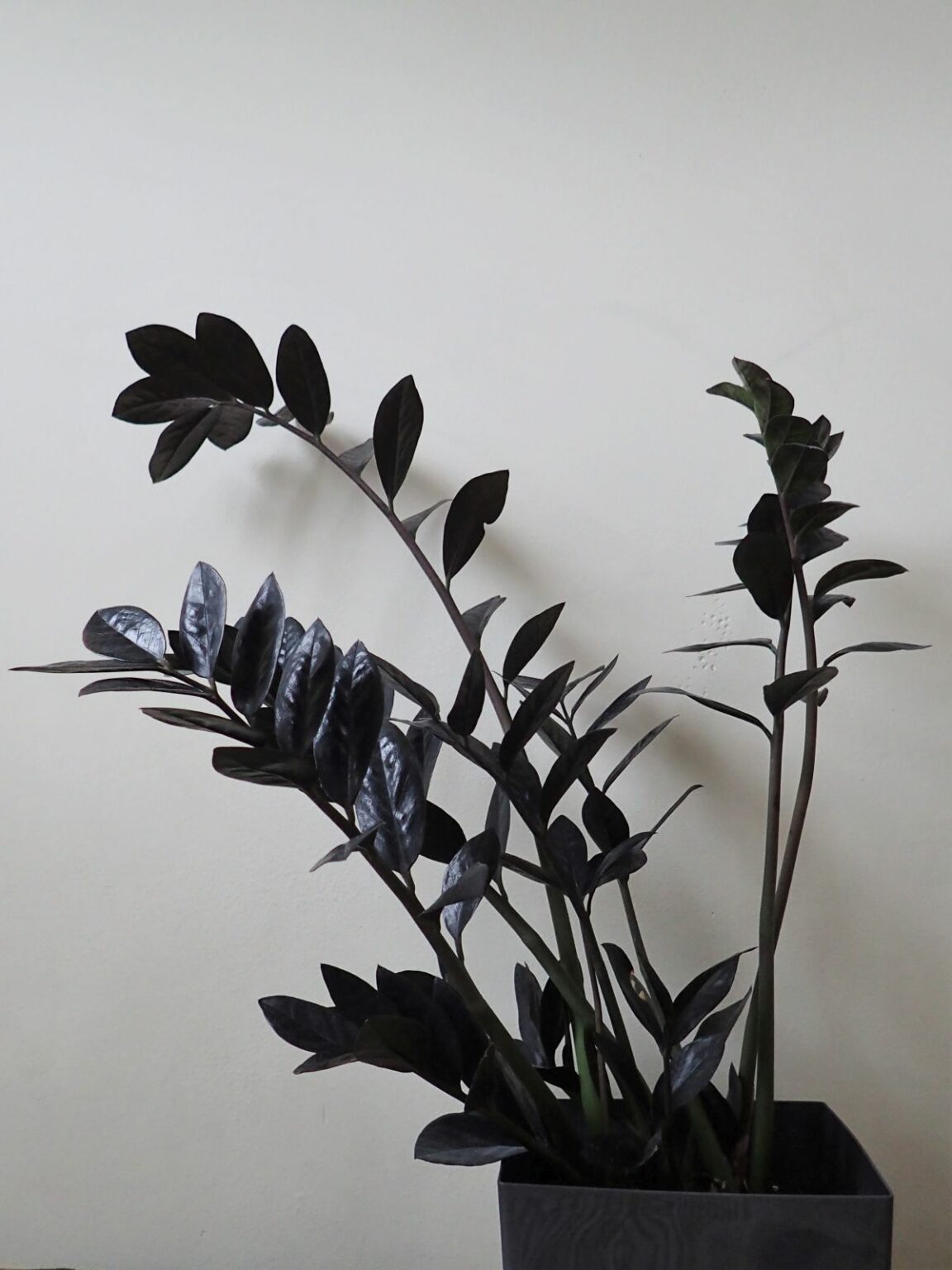 Care Of Raven ZZ Plant (Zamioculcas Zamiifolia Raven)