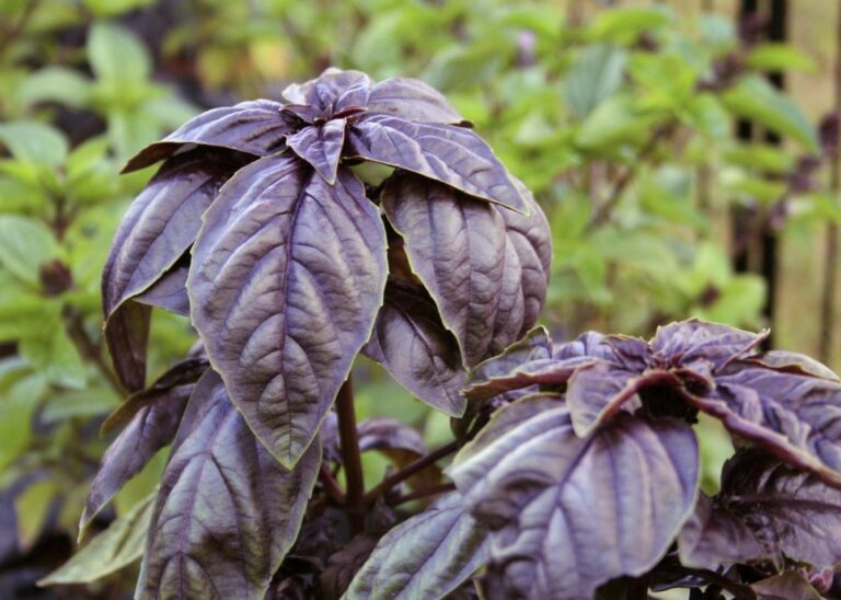 the-purple-basil-plant-or-ocimum-basilicum-l-all-you-need-to-know