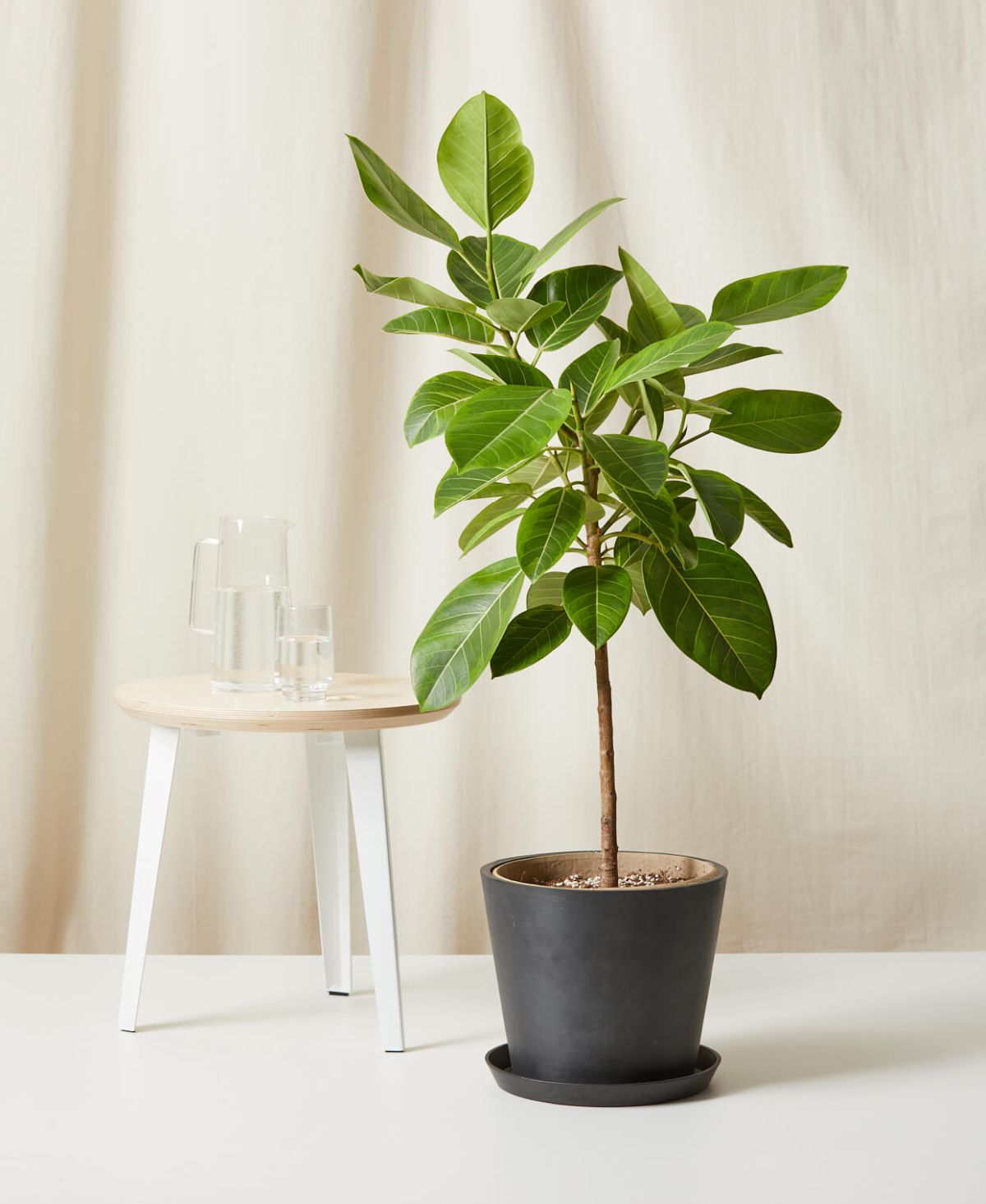 Ficus Altissima: How To Grow And Care for Ficus Yellow Gem plant