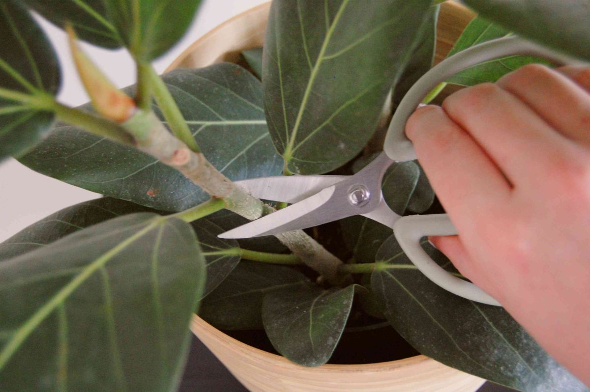 Ficus Audrey Propagation