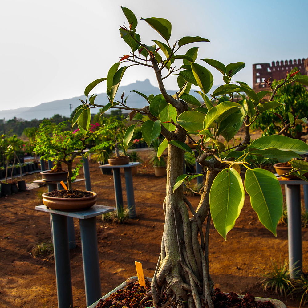 Ficus Audrey Soil Requirement 