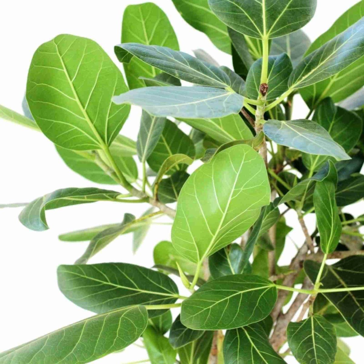 Ficus Benghalensis