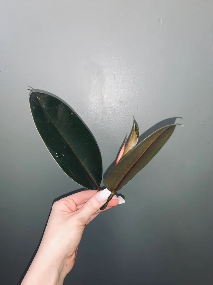 Burgundy Rubber Tree, Ficus Elastica