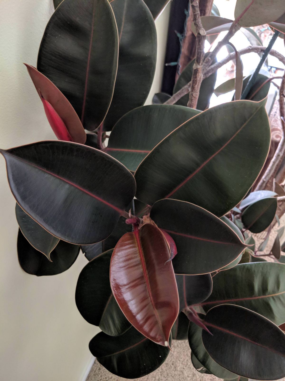 Ficus Burgundy Temperature and Humidity 