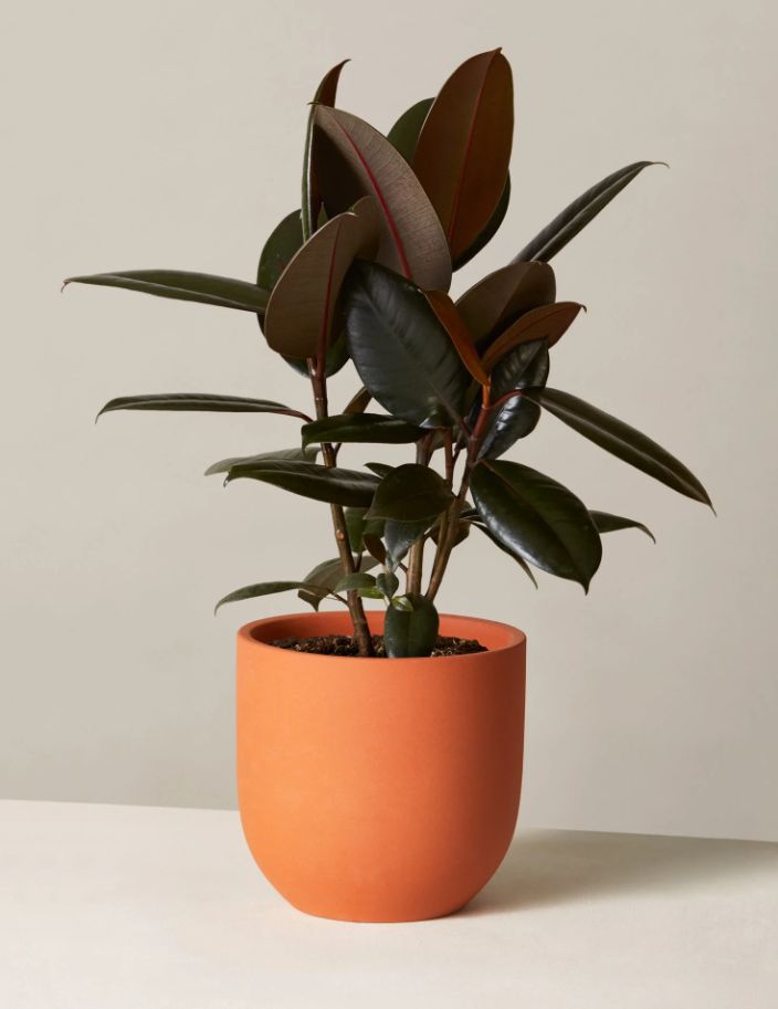 Ficus Burgandy - Rubber Plant