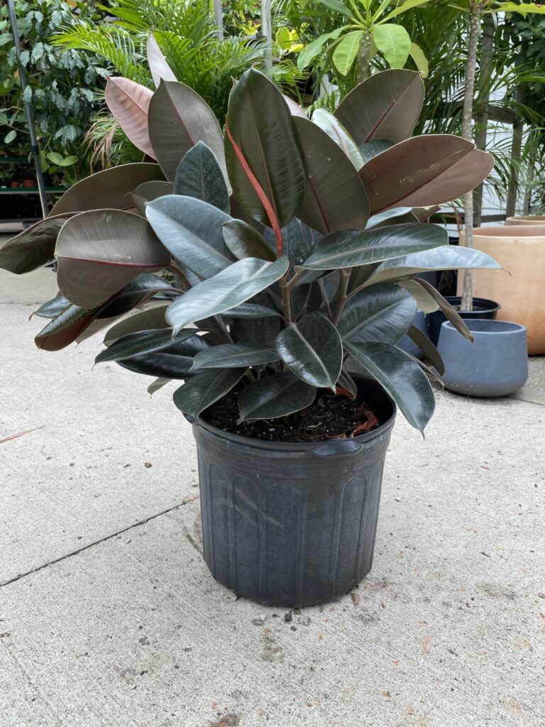 Ficus Burgundy All You Need To Know About The Burgundy Rubber Tree