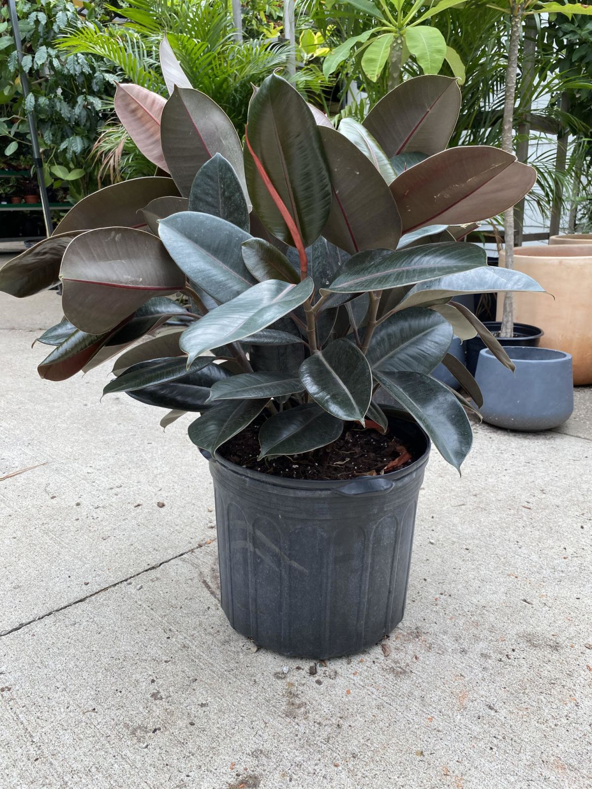 Ficus Burgundy: All you need to know about the Burgundy Rubber Tree