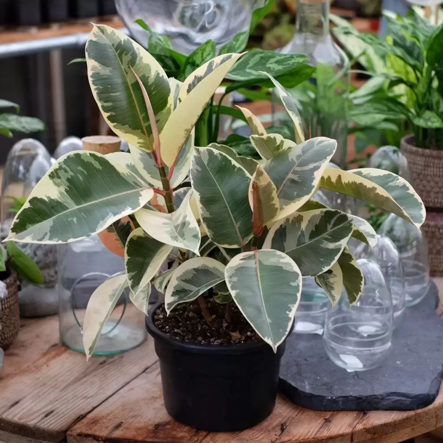 Ficus Elastica Tineke Care Of Variegated Rubber Plant