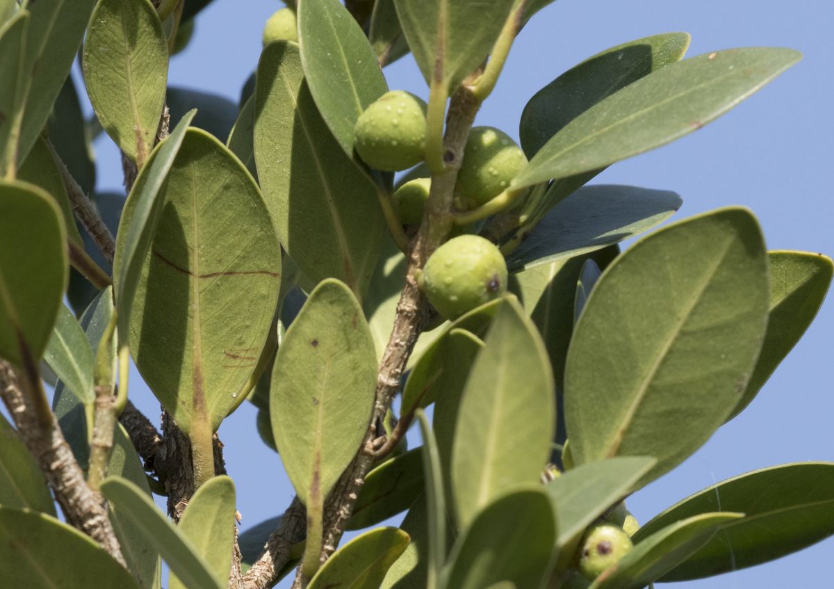 Ficus Microcarpa Nitida