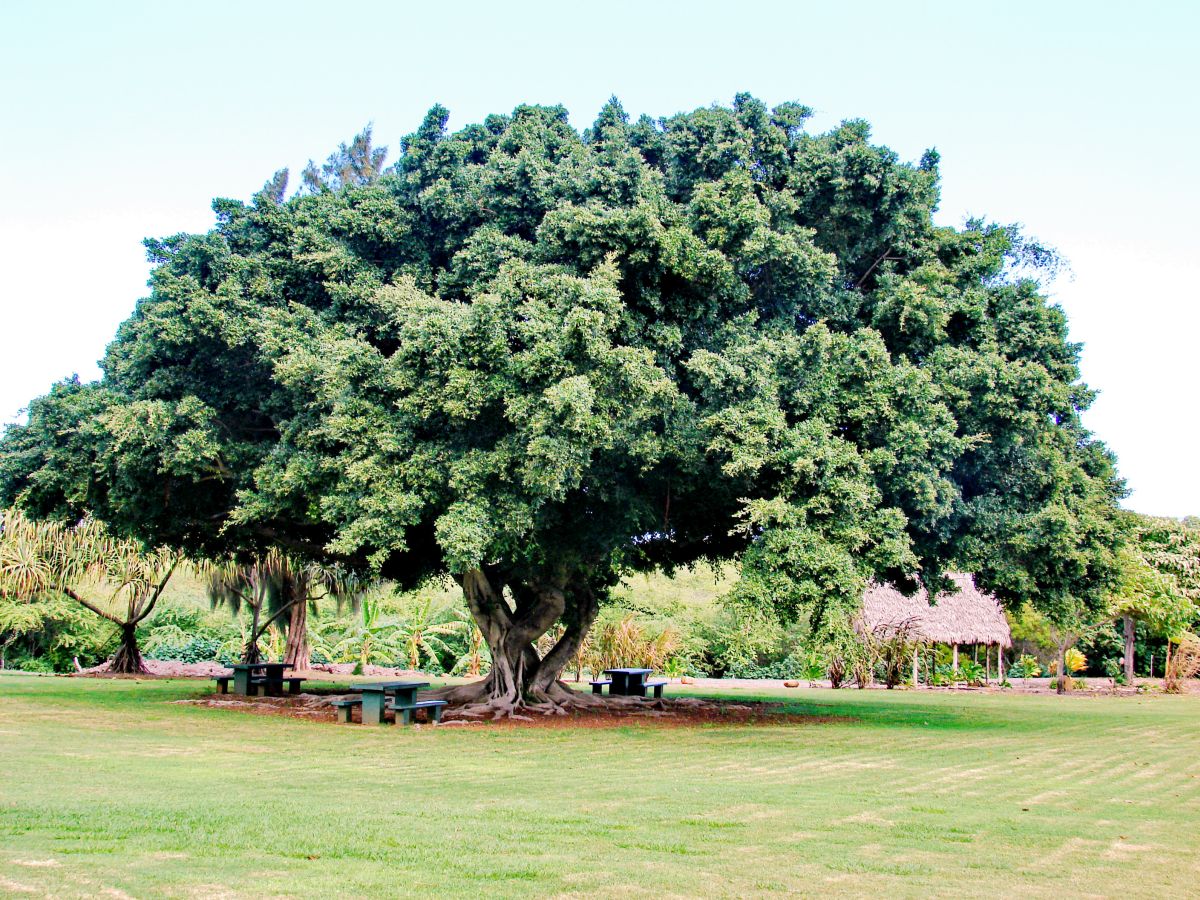 Ficus Nitida Care