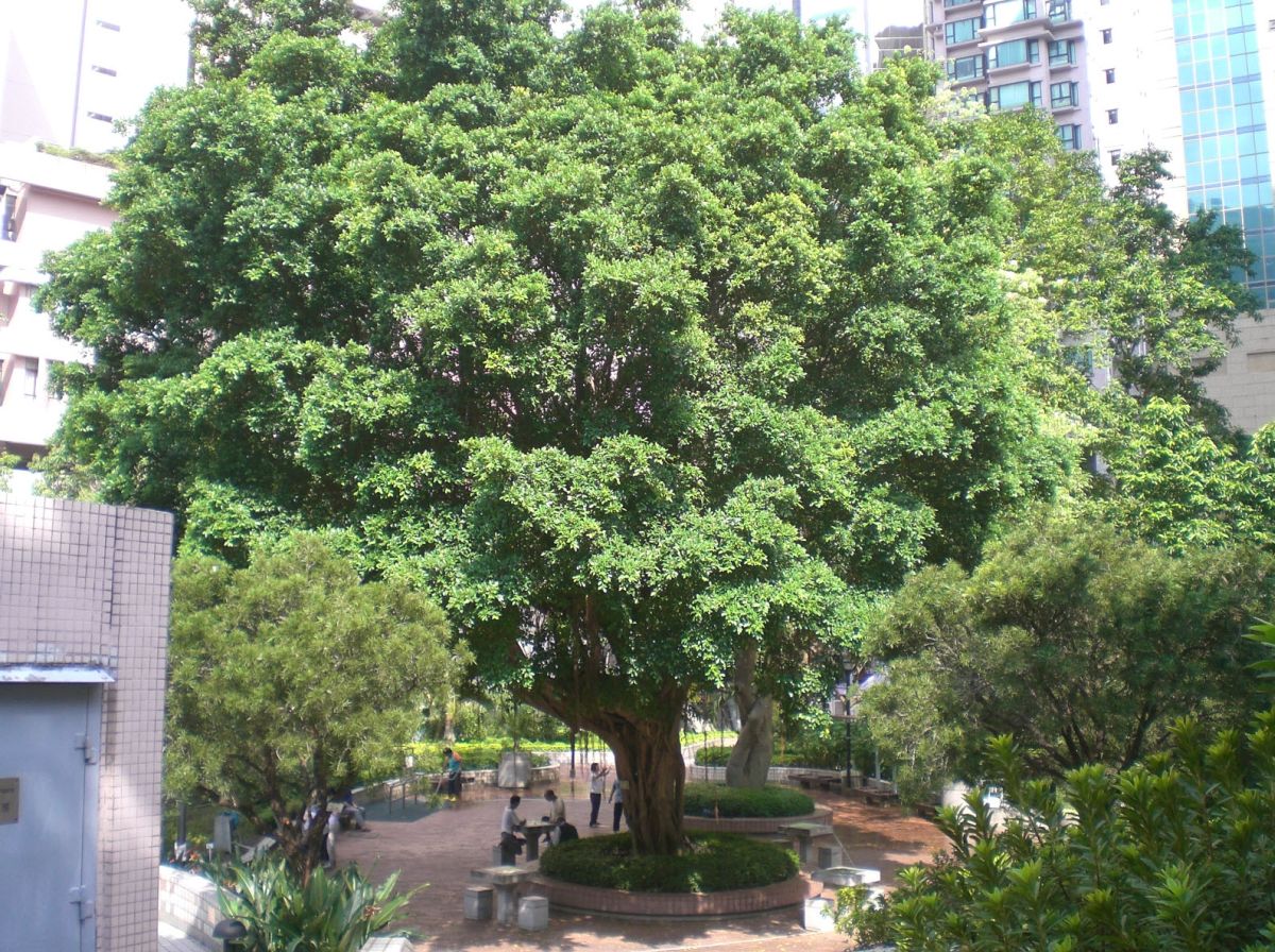 Ficus Nitida Temperature and Humidity Requirement   