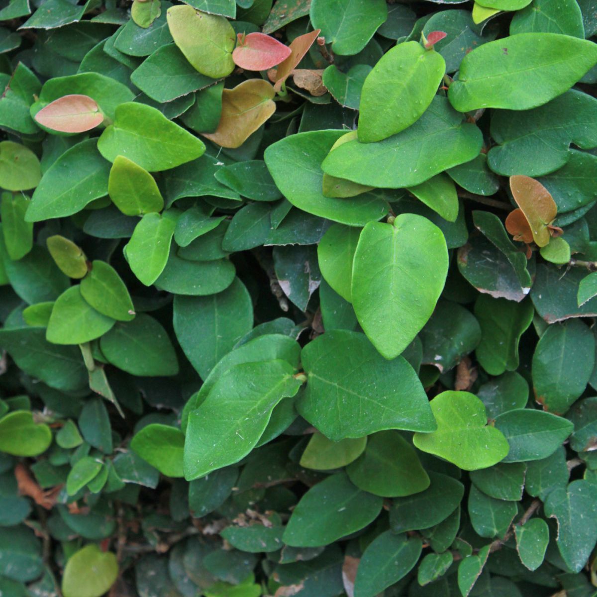 Ficus Pumila: How To Care Of Creeping Fig