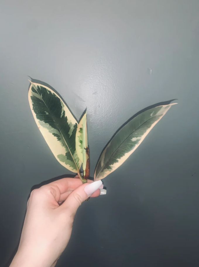 Ficus Tineke Propagation  