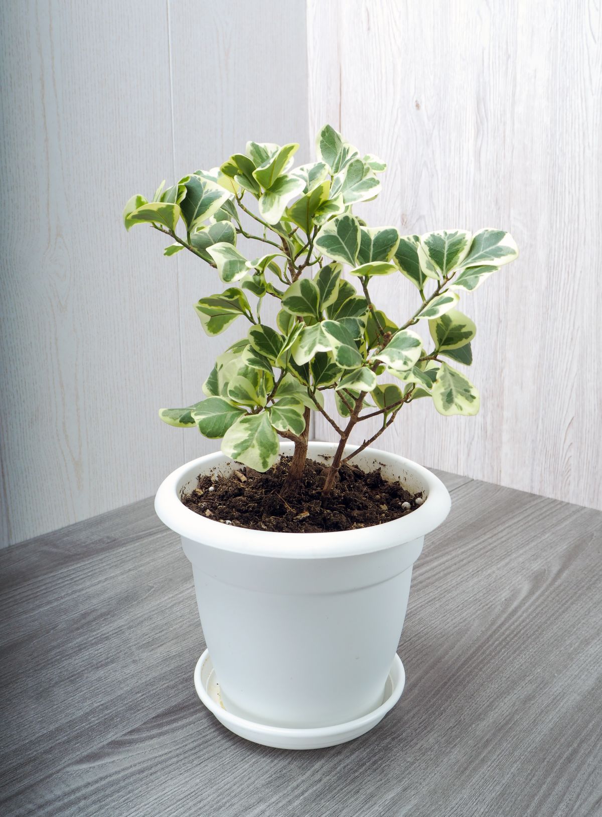 Ficus triangularis