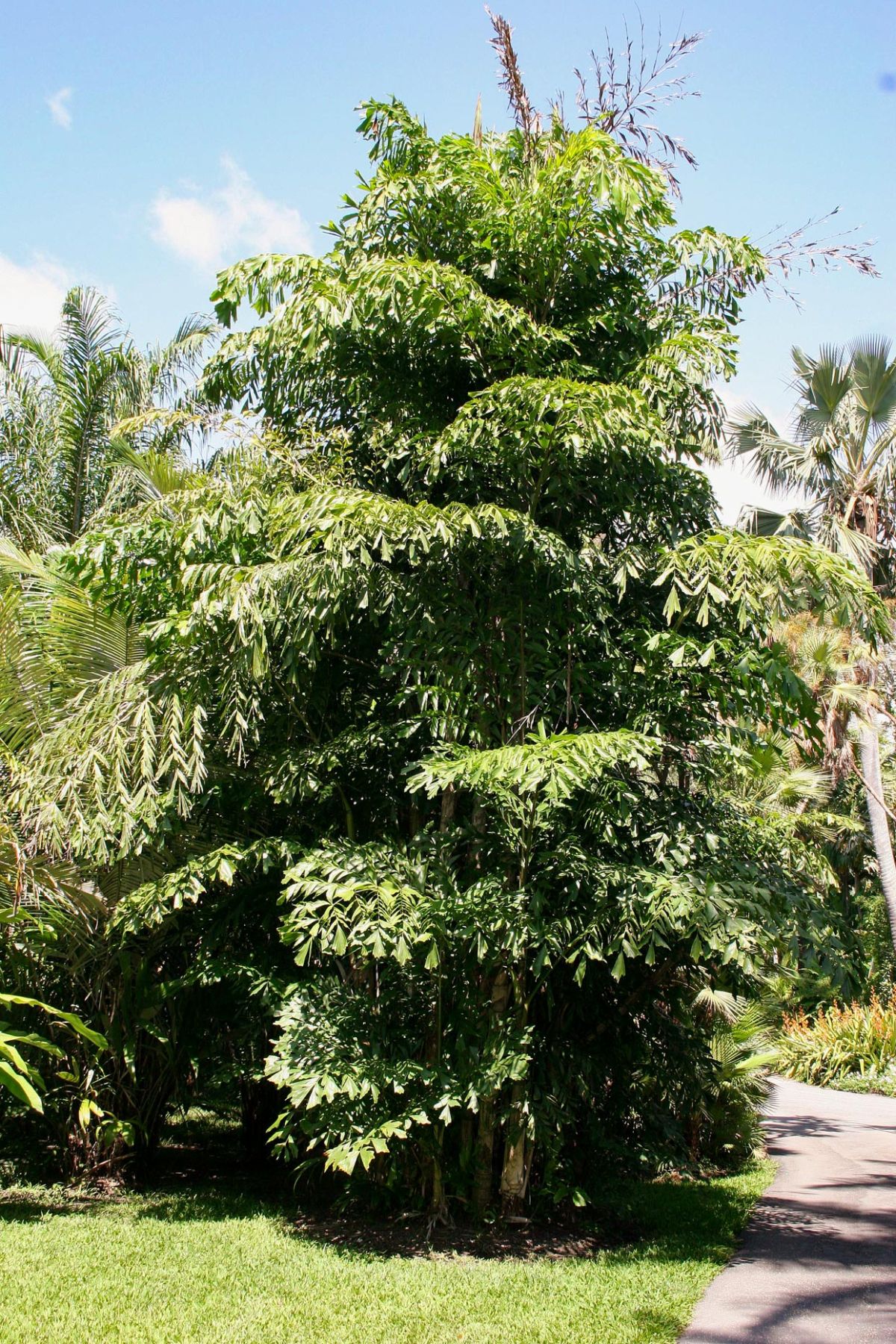 How To Grow And Care For Fishtail Palm Houseplant Central